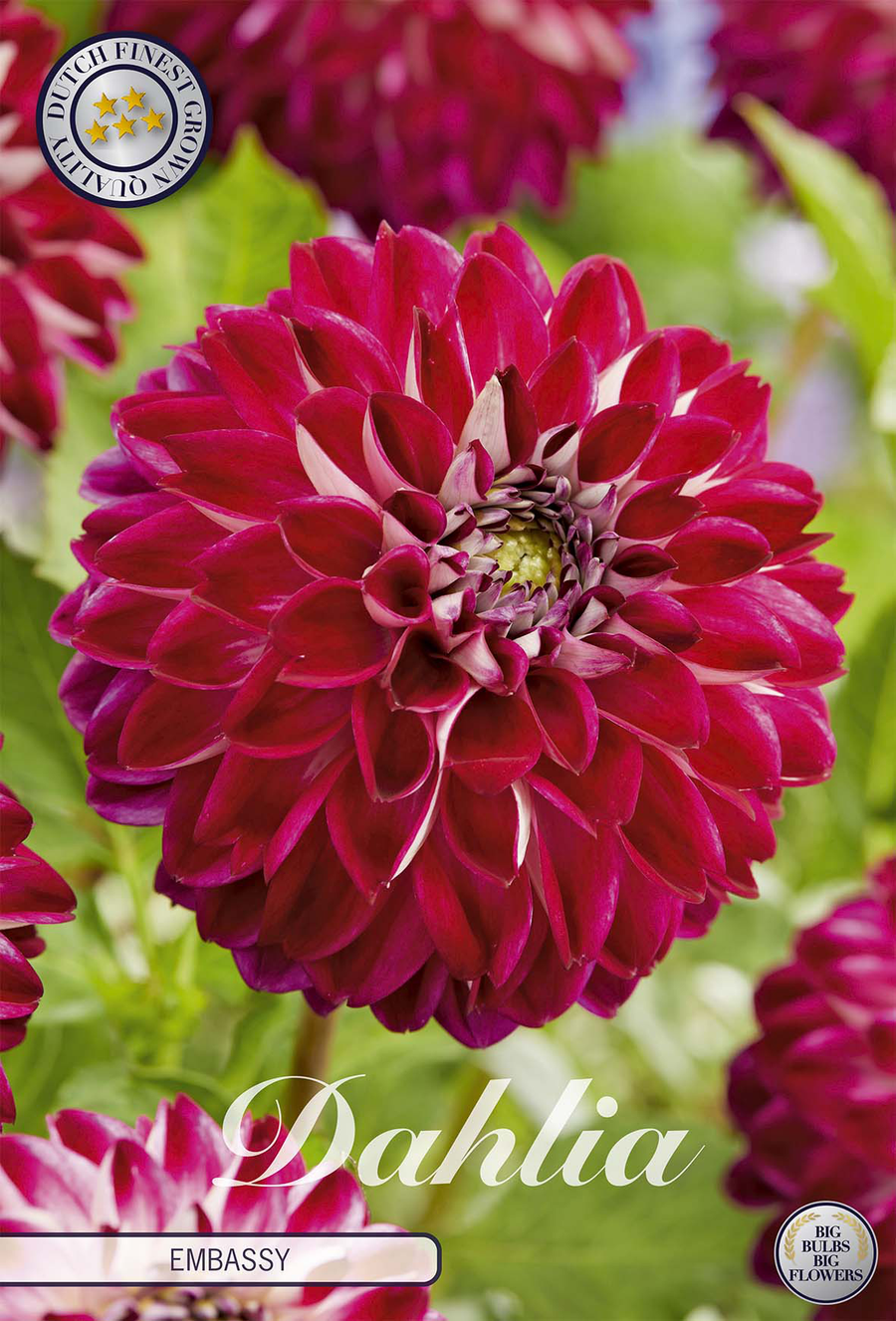 Dahlia Embassy