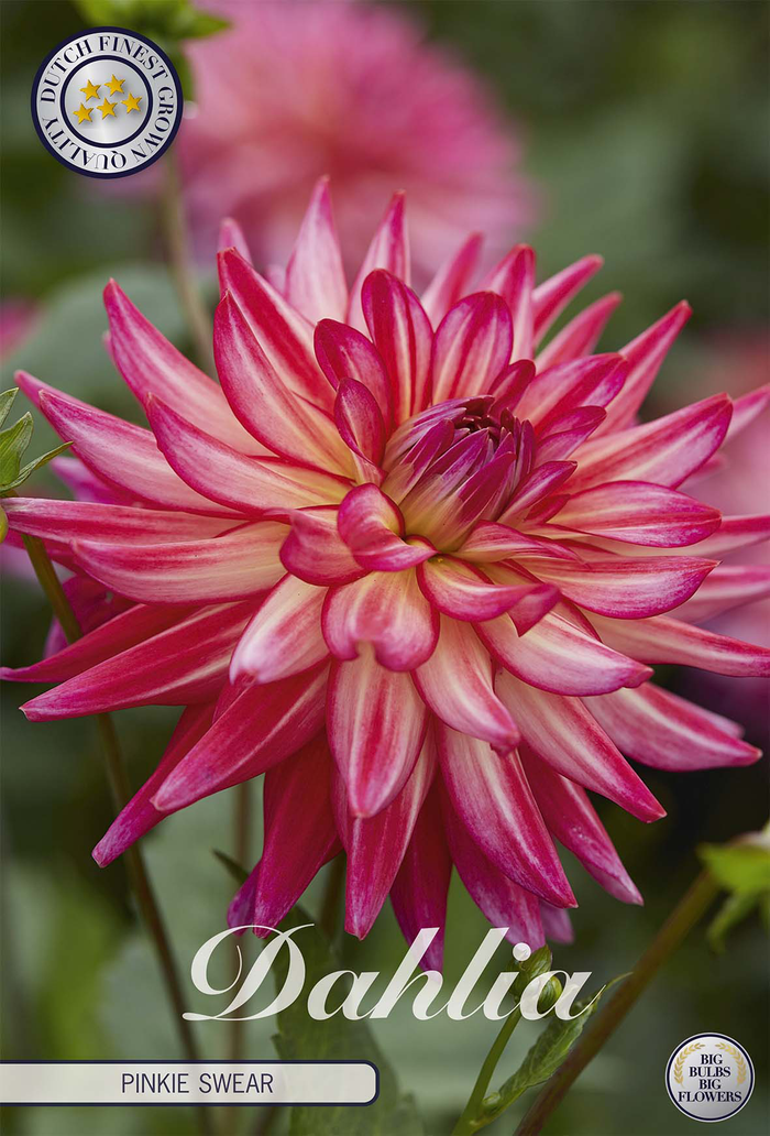 Dahlia Pinkie Swear