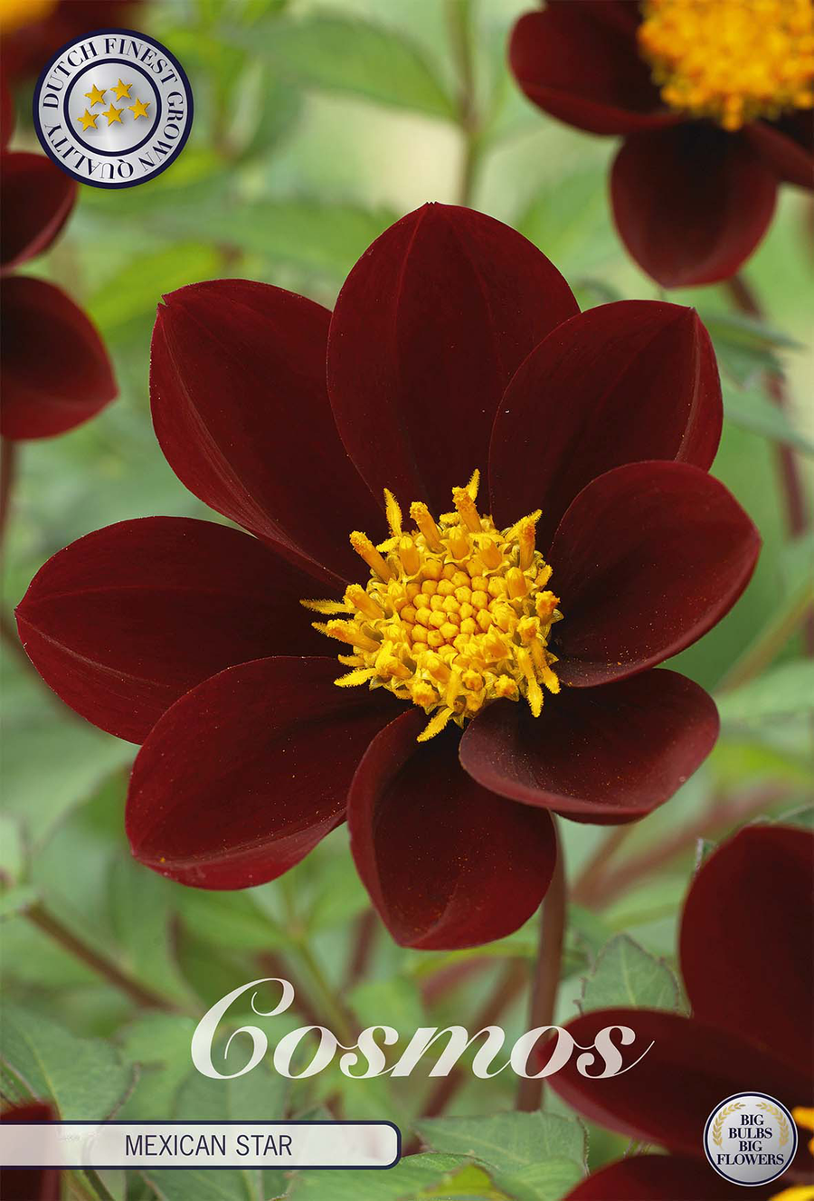 Cosmos Mexican Star