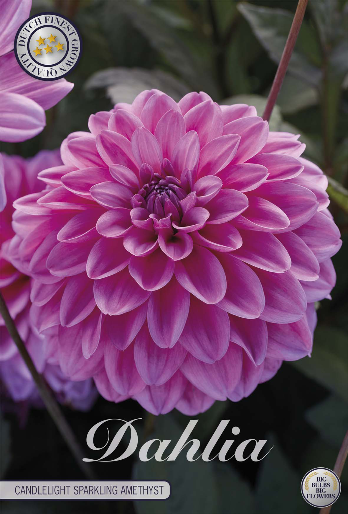 Dahlia Candlelight Sparkling Amethyst