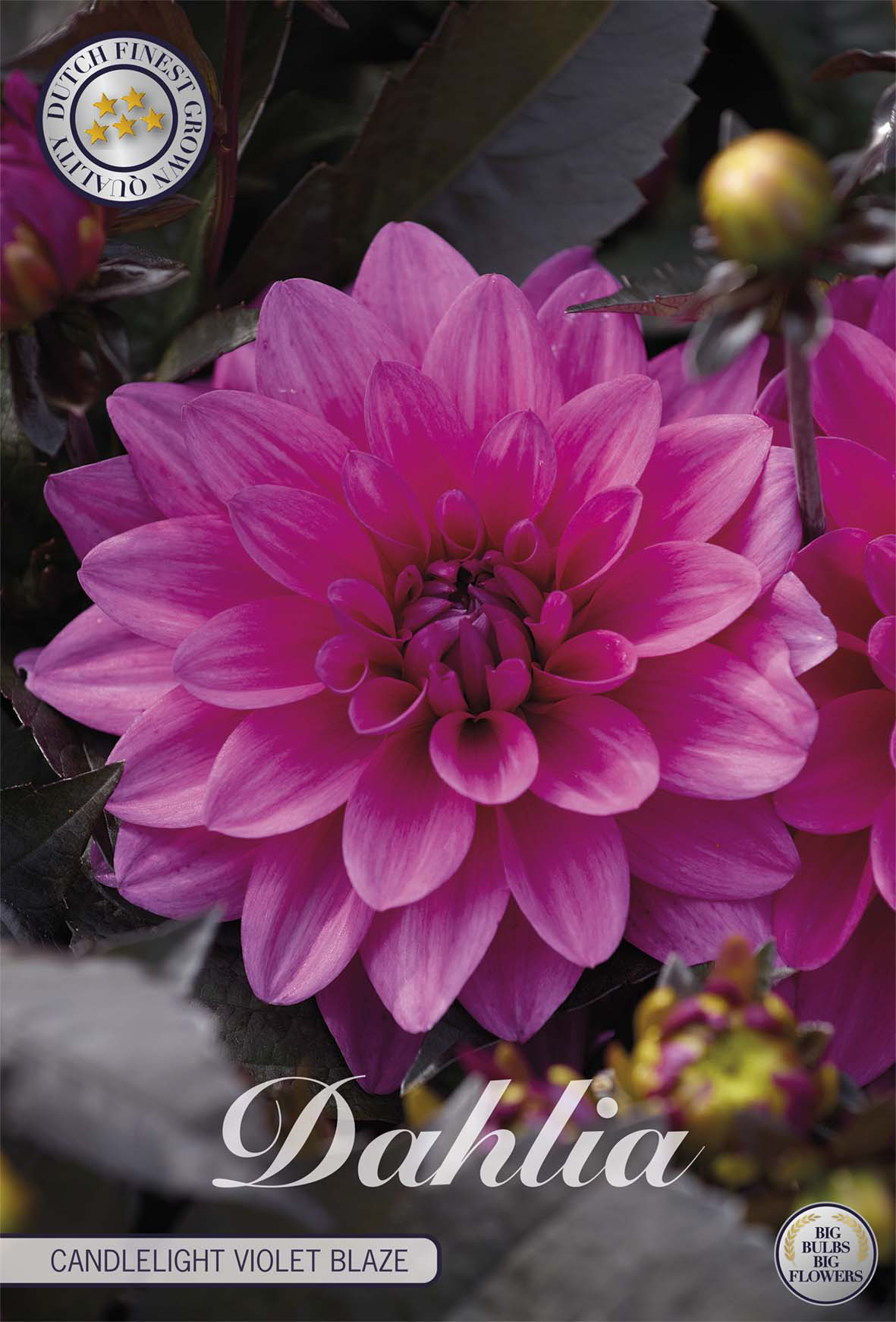 Dahlia Candlelight Violet Blaze