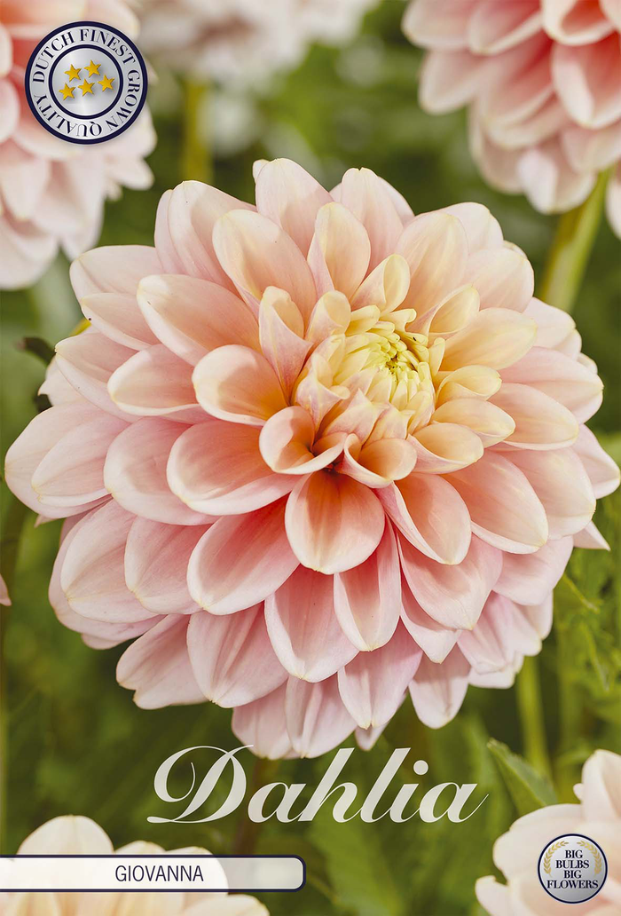 Dahlia Giovanna