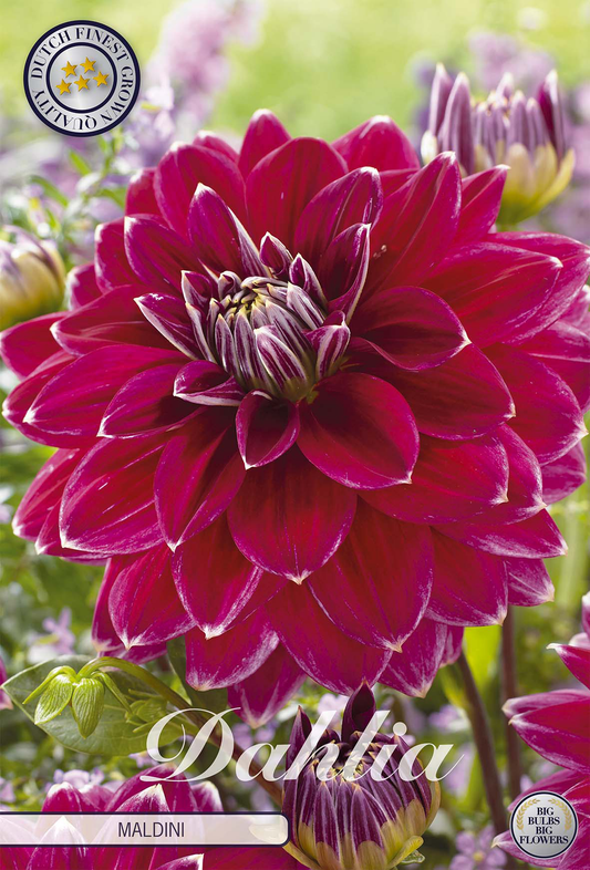 Dahlia Maldini