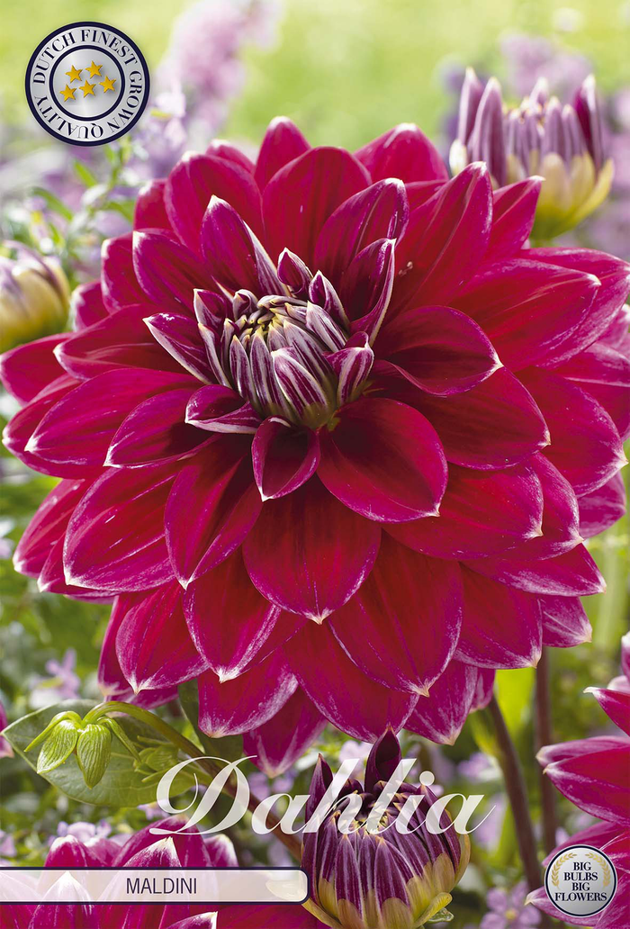 Dahlia Maldini
