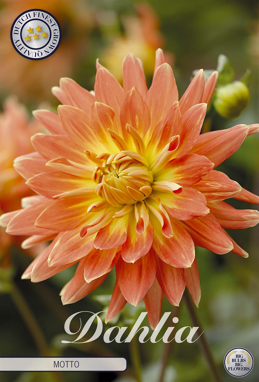 Dahlia Motto