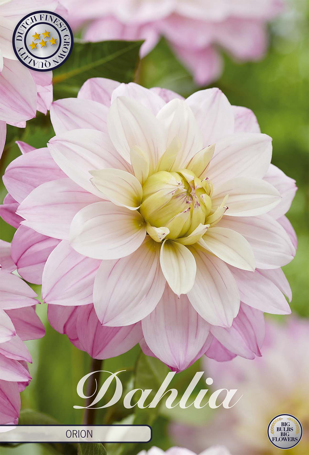 Dahlia Orion