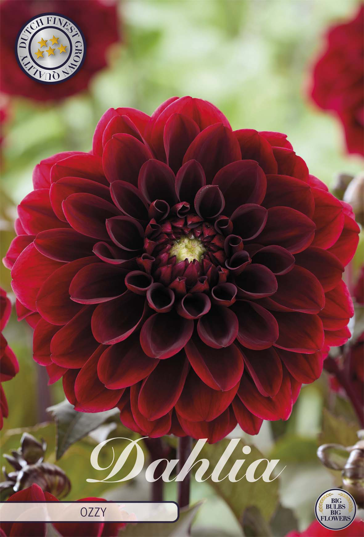 Dahlia Ozzy