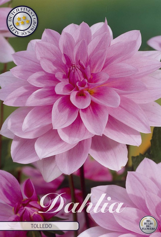 Dahlia Tolledo