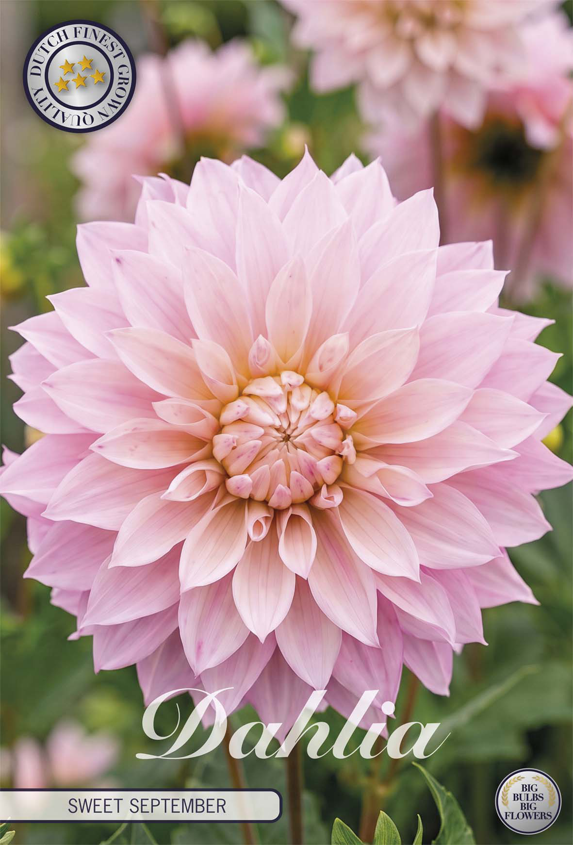 Dahlia Sweet September