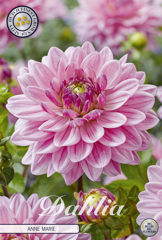 Dahlia Anne Marie
