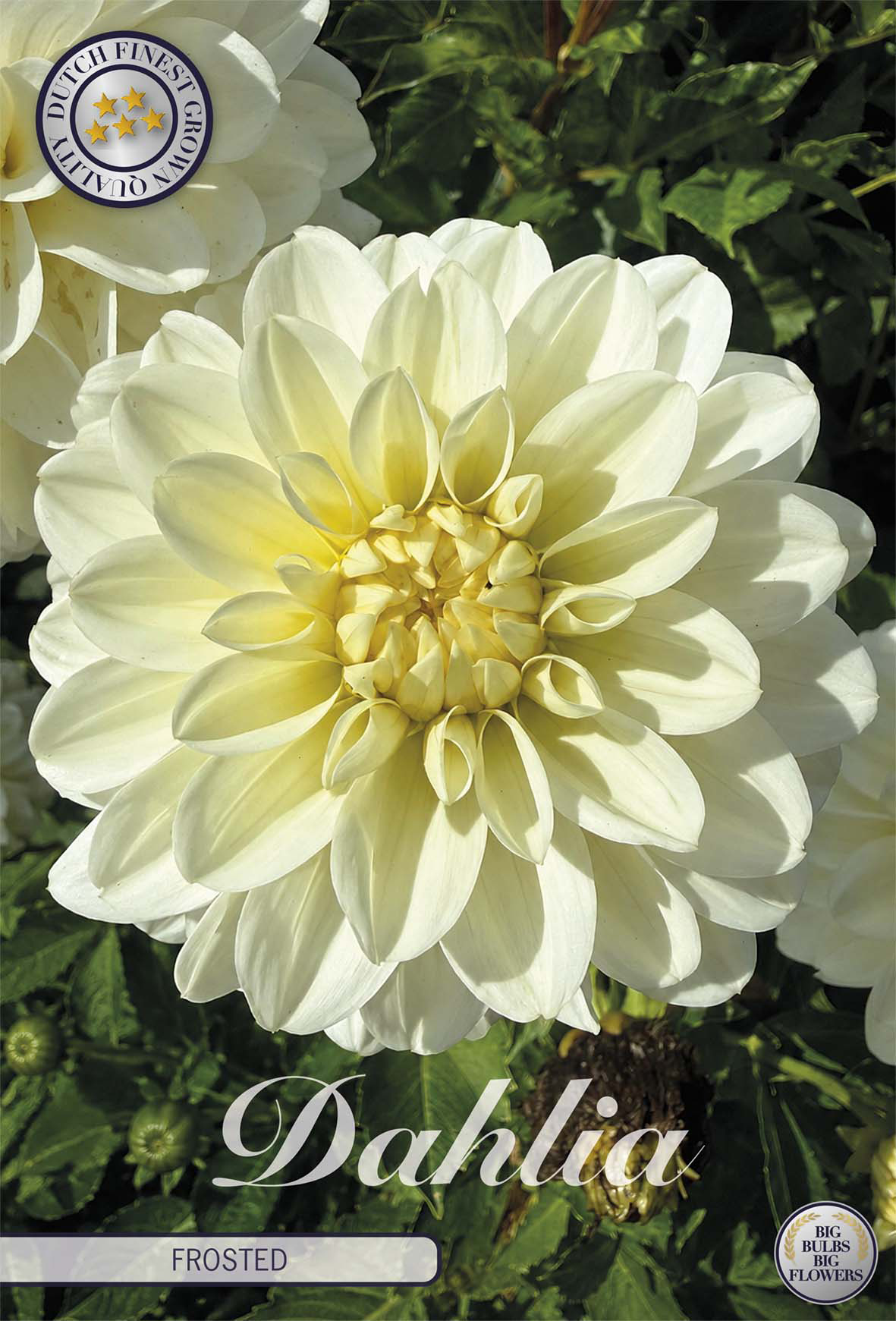 Dahlia Frosted