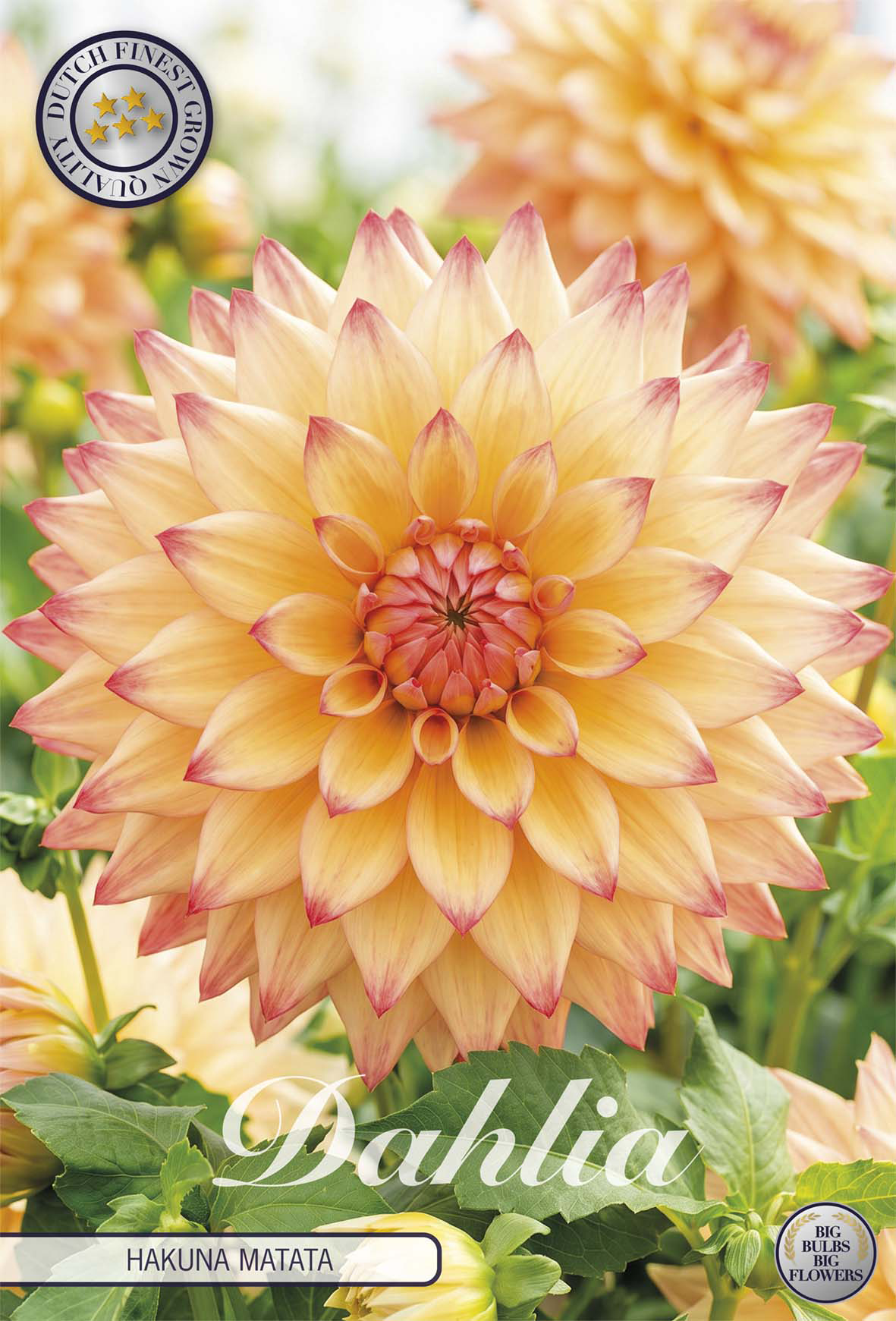 Dahlia Hakuna Matata