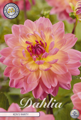 Dahlia Kens Rarity