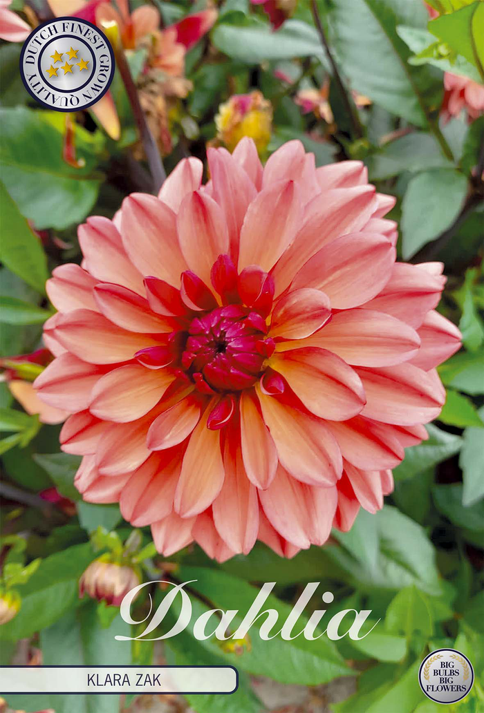 Dahlia Klara Zak