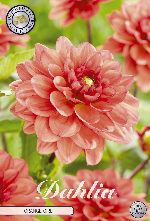 Dahlia Orange Girl
