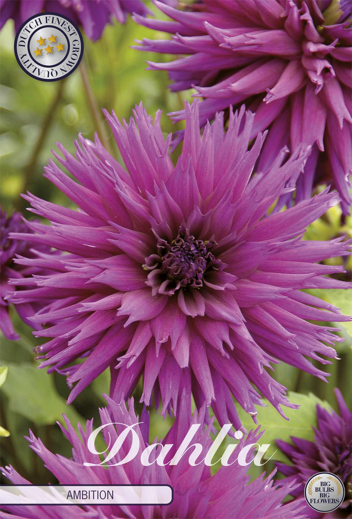 Dahlia Ambition
