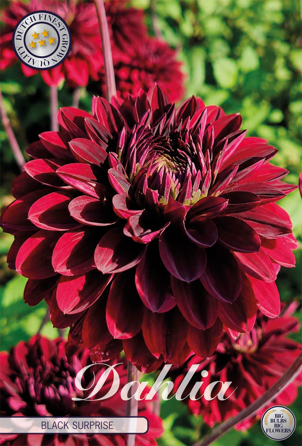 Dahlia Black Surprise