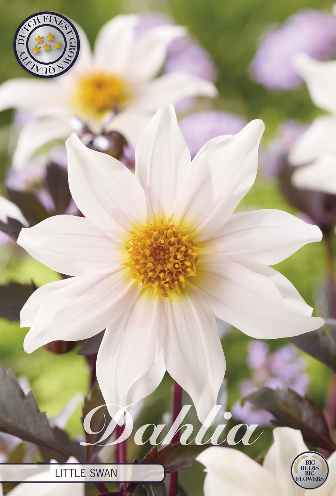 Dahlia Little Swan