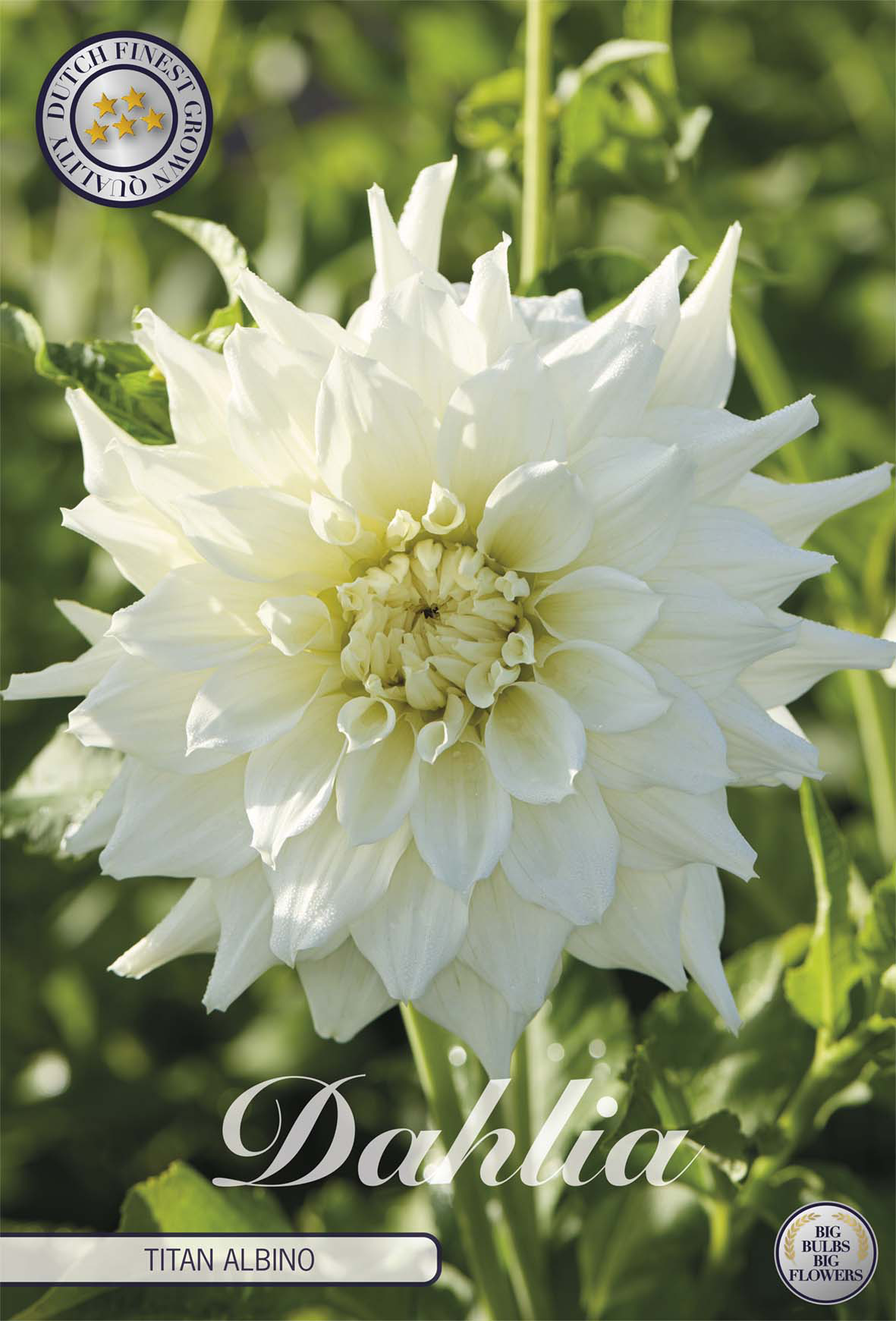 Dahlia Titan Albino