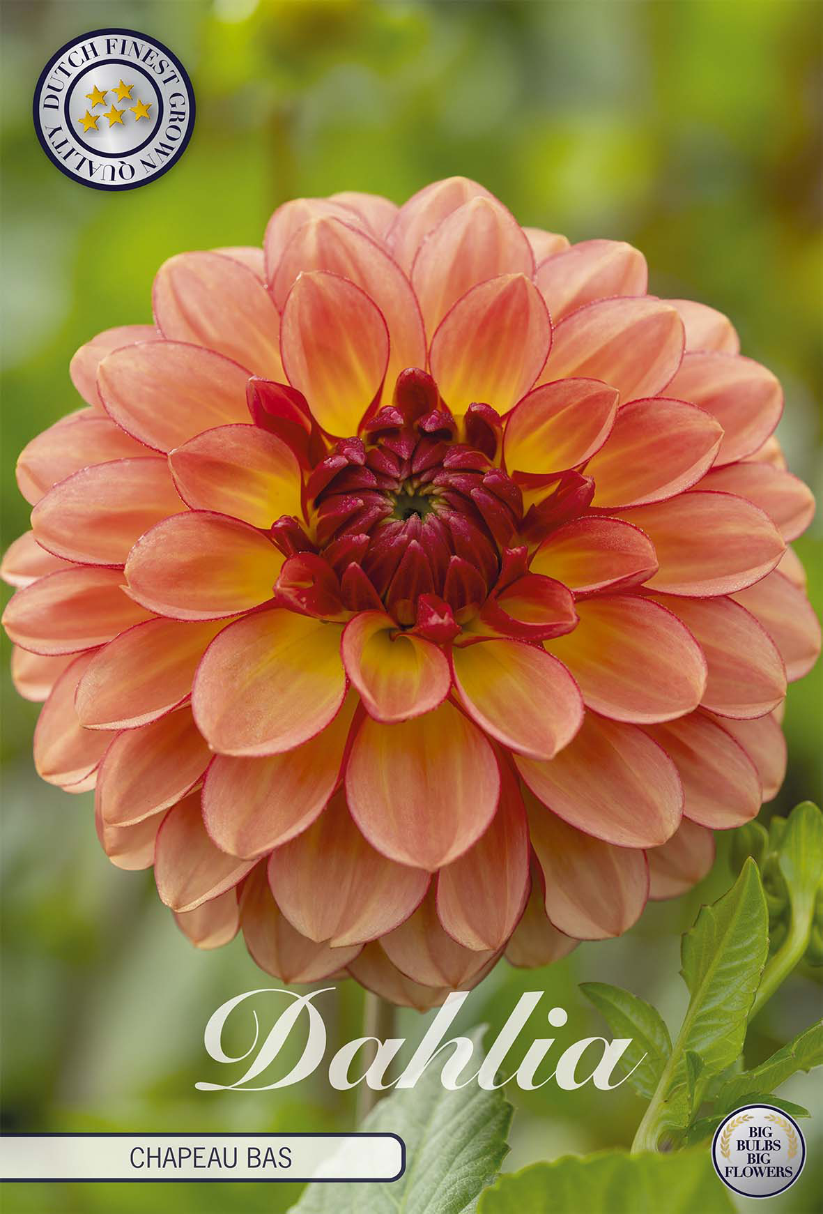 Dahlia Chapeau Bas