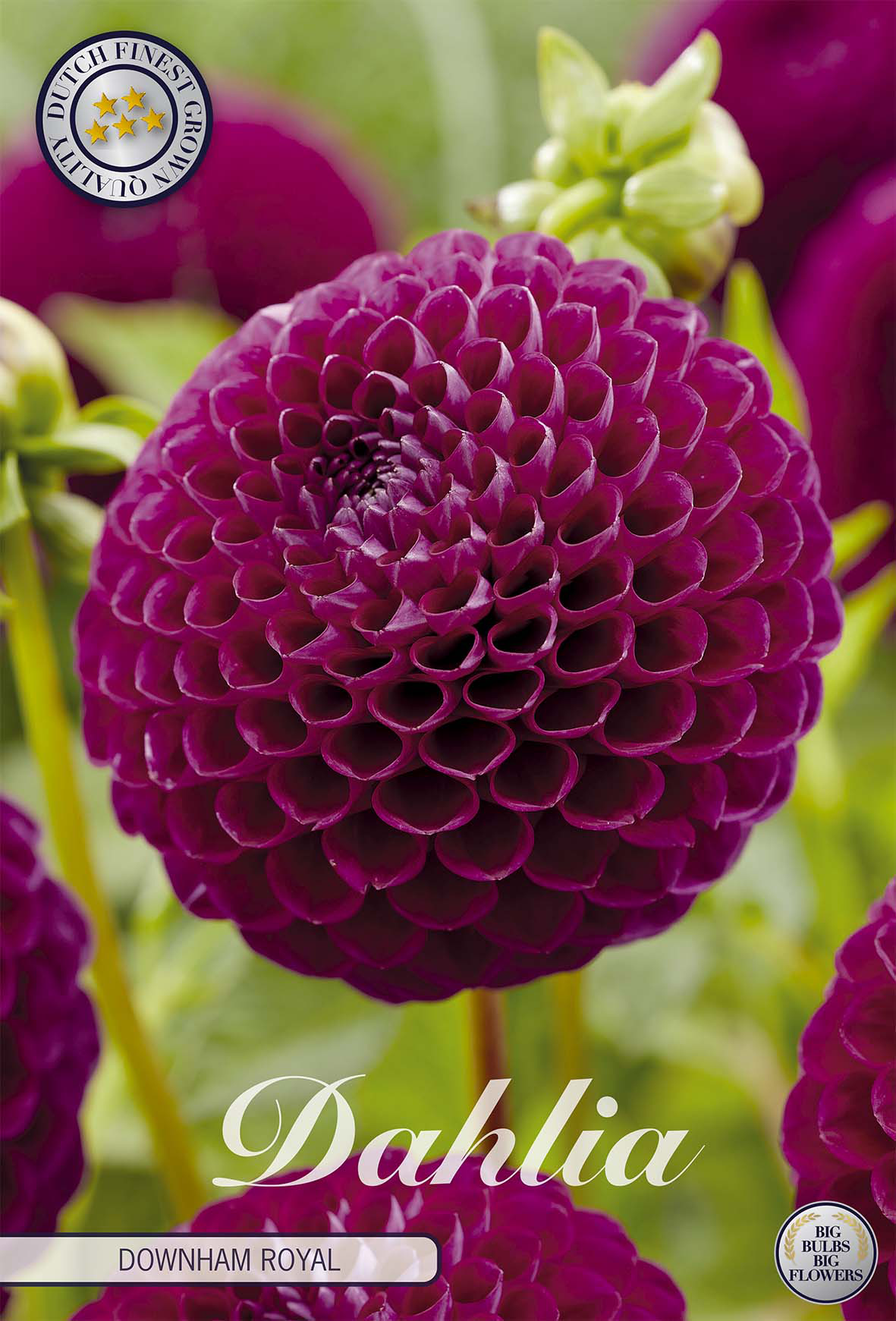 Dahlia Downham Royal
