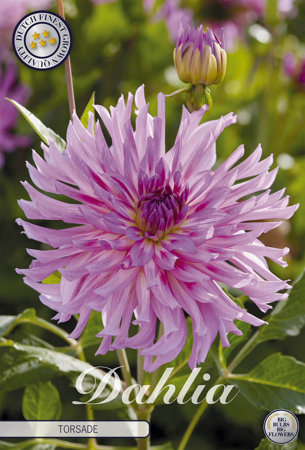 Dahlia Torsade