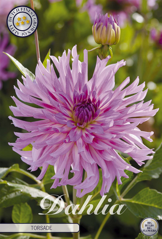 Dahlia Torsade