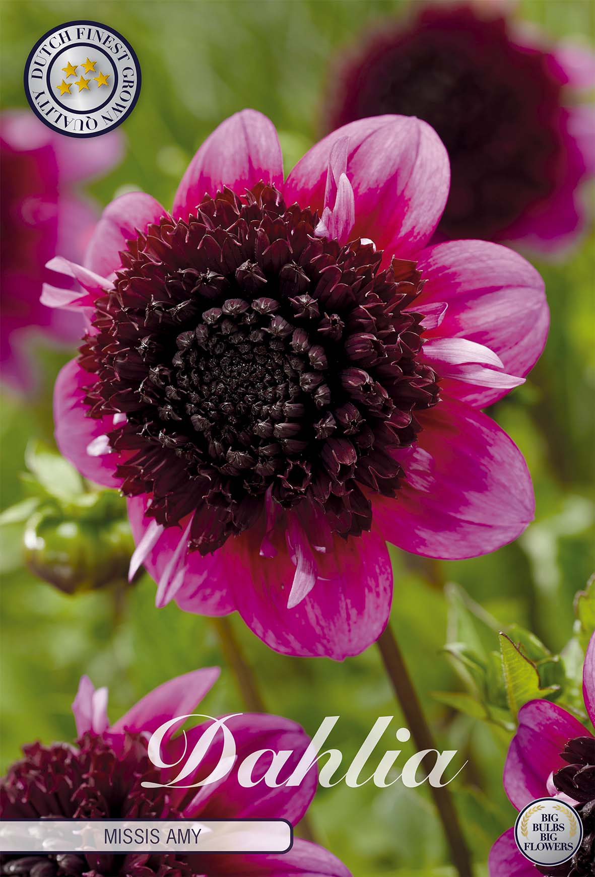 Dahlia Missis Amy