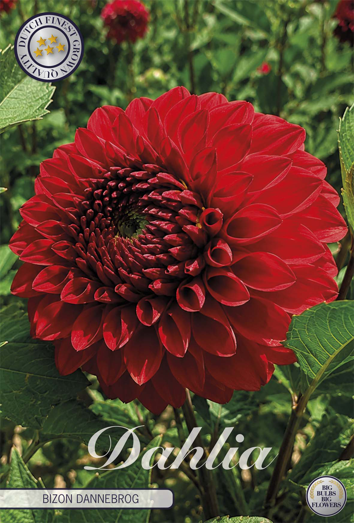 Dahlia Bizon Dannebrog