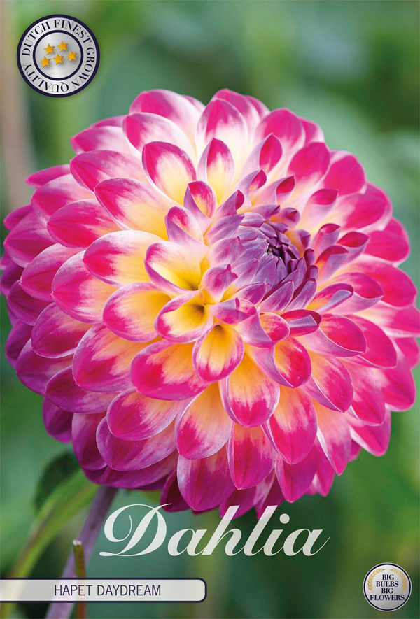 Dahlia Hapet Daydream