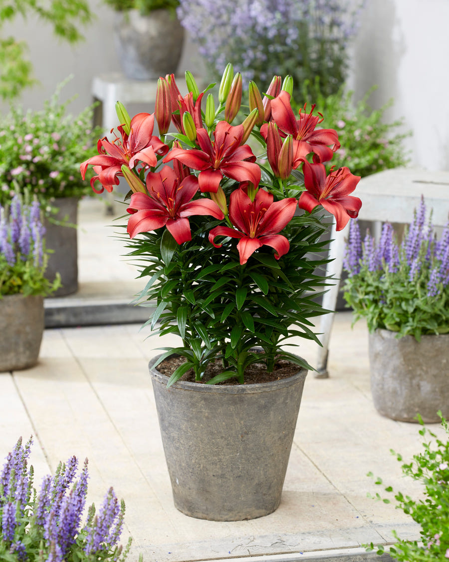 Lilium Salinero