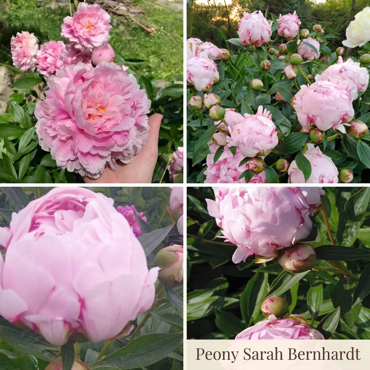 Collection Jardin d’Été de Pivoines
