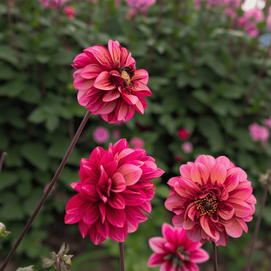 Dahlia Seniors Hope