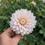 Dahlia Silver Years