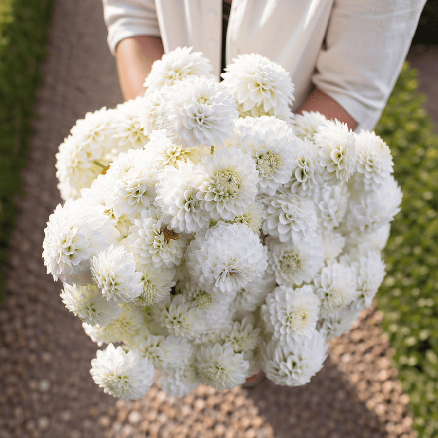 Dahlia Snow Flake