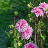 Dahlia Strawberry Cream