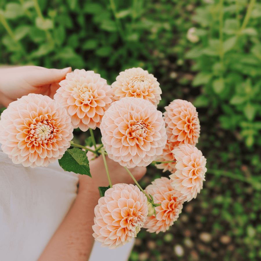 Dahlia Sweet Suzanne
