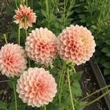 Dahlia Sweet Suzanne