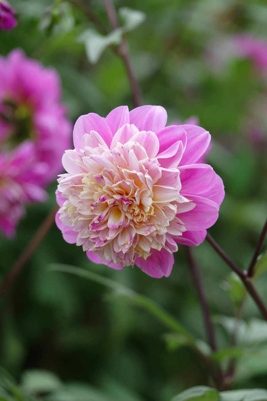 Dahlia Take Off