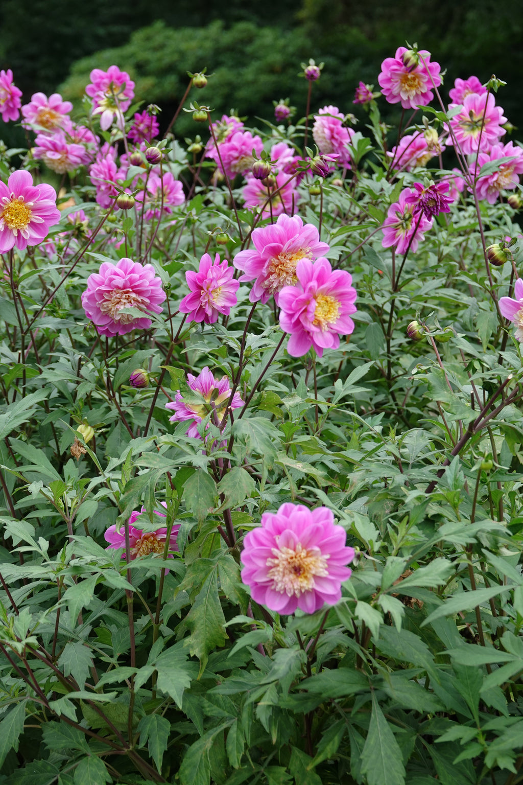 Dahlia Take Off