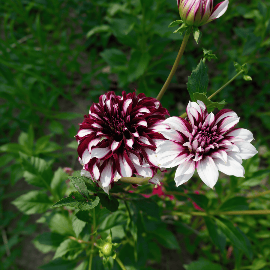 Dahlia Tartan