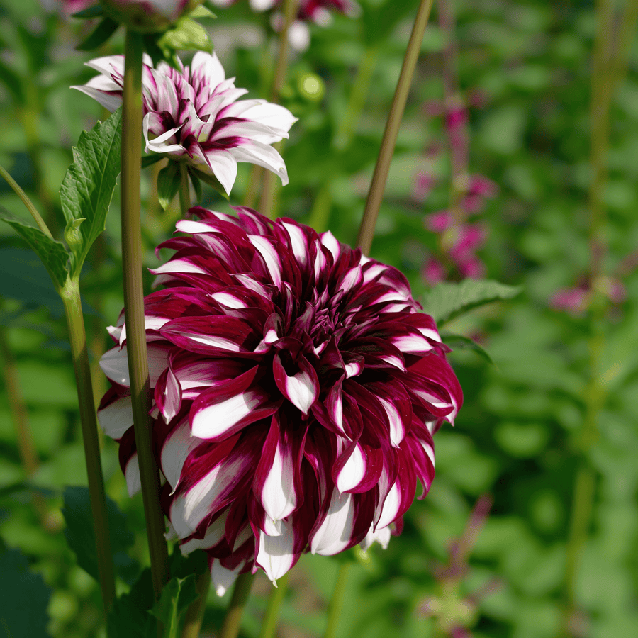 Dahlia Tartan