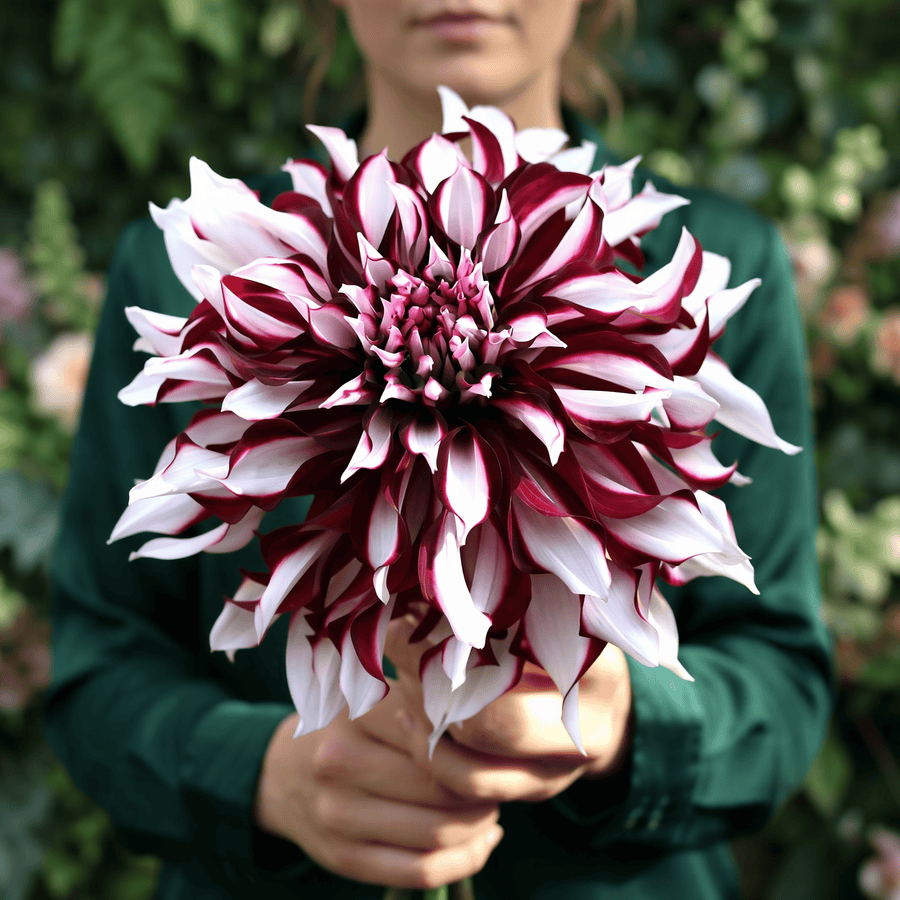 Dahlia Tartan