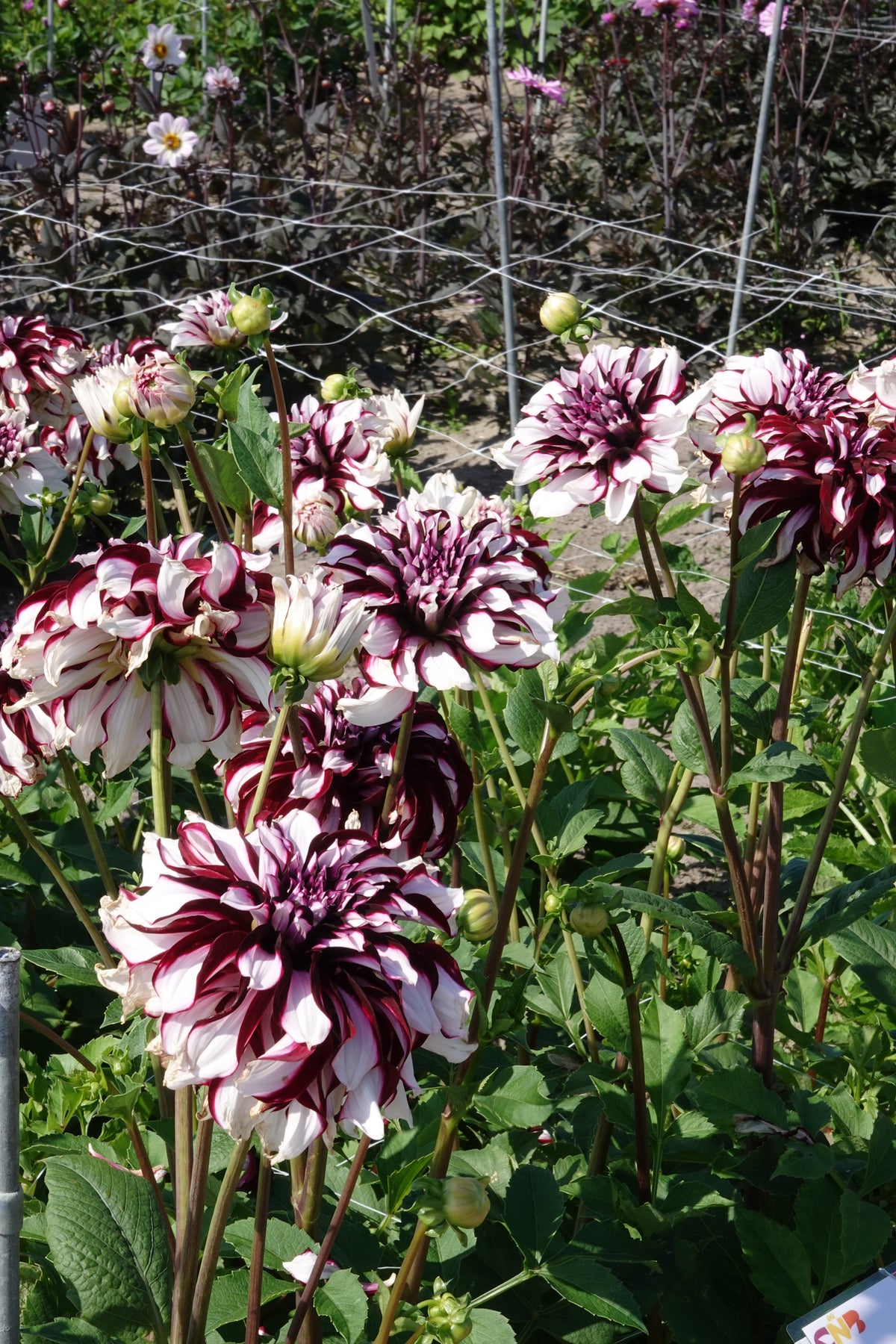 Dahlia Tartan