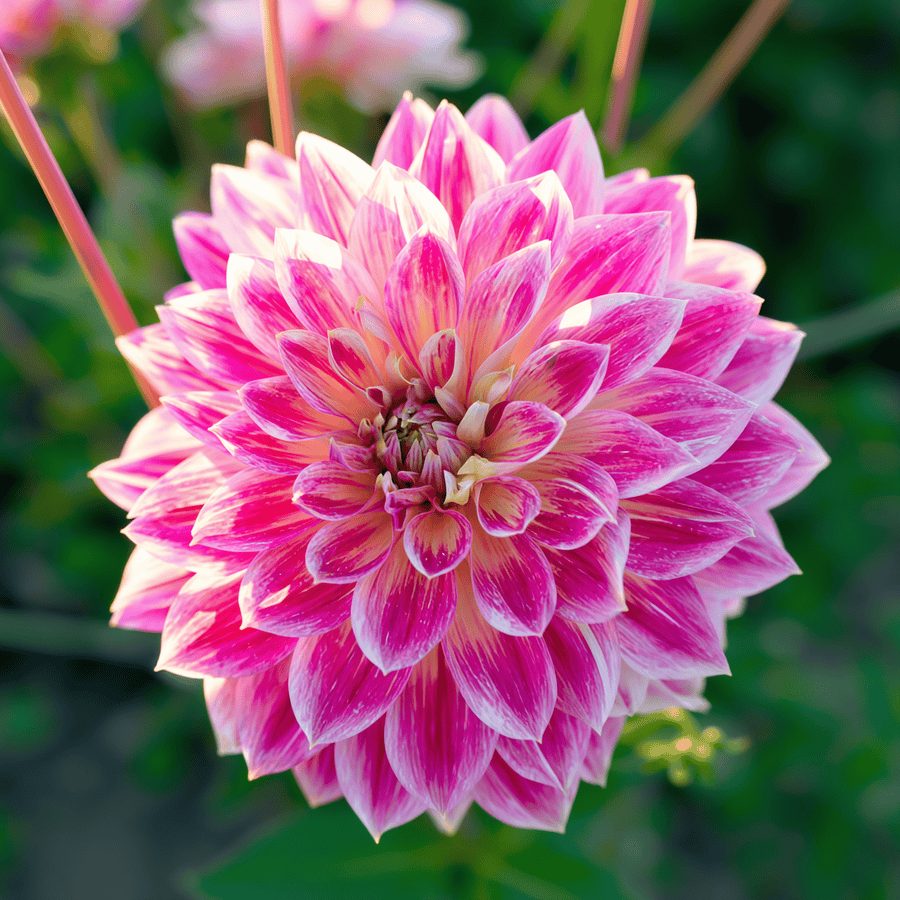 Dahlia Temple Of Beauty