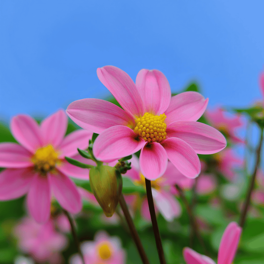 Dahlia Top Mix Pink