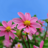 Dahlia Top Mix Pink