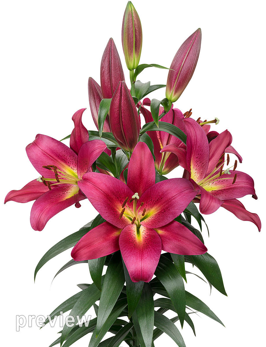 Lilium Touchstone