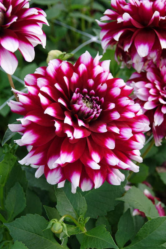 Dahlia Verdi