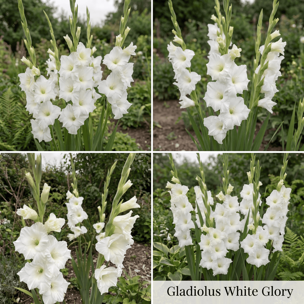 Collection Jardin d’Été de Glaïeuls
